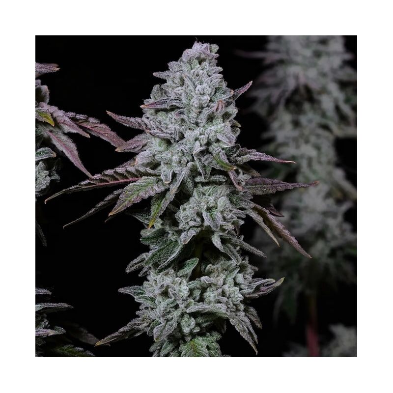 Banana Daddy IBL Auto, Фасовка: 3